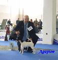 European Dog Show 2010, Celje