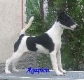Agapion Coyote 6 Months
